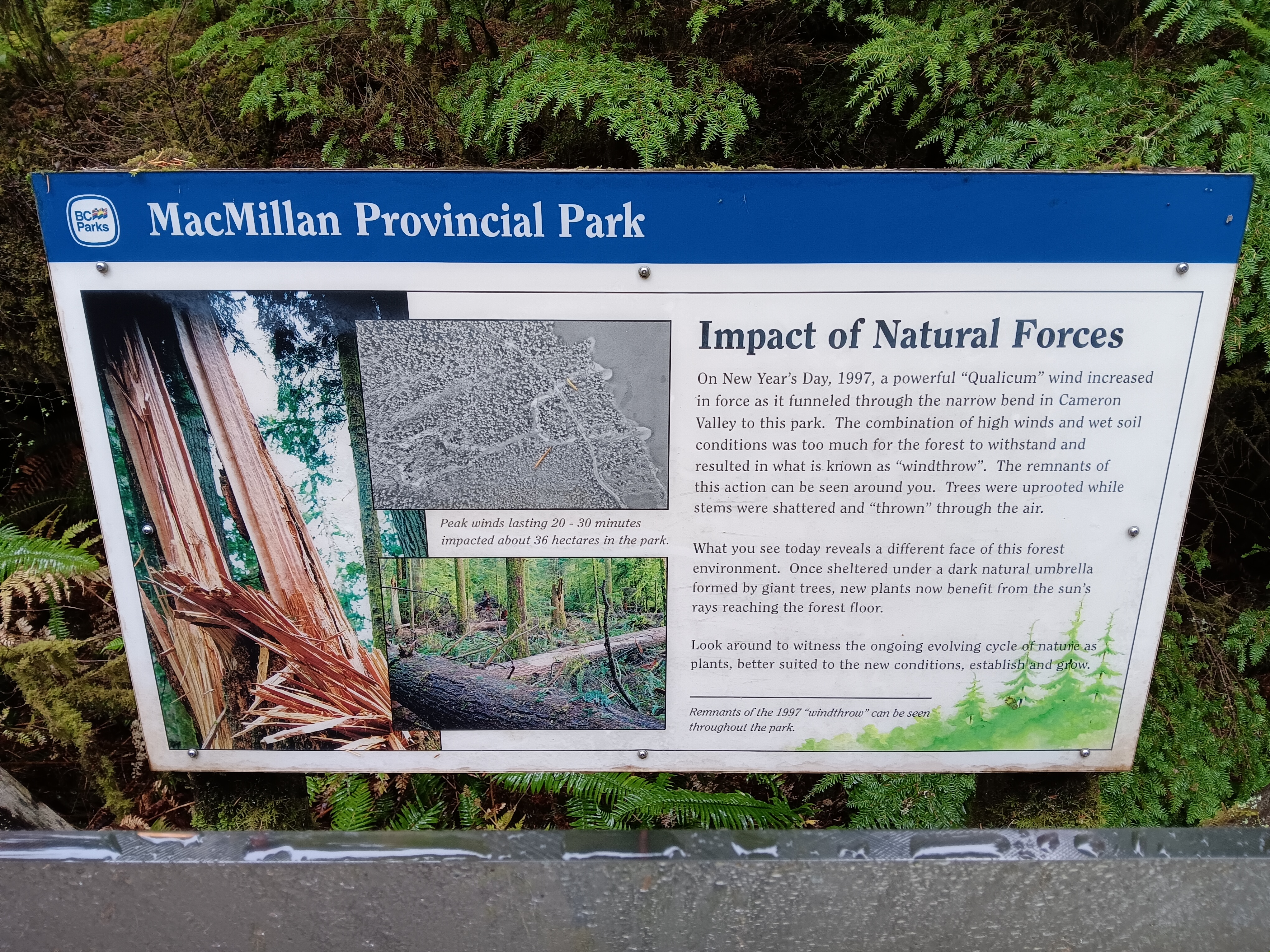 MacMillan Provincial Park - Impact of Natural Forces Sign